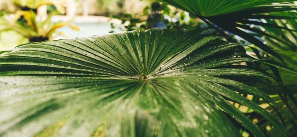 Photo d'un aménagement tropical pour une piscine lagon